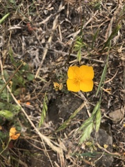 Eschscholzia lobbii