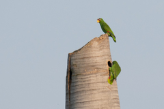 Amazona albifrons