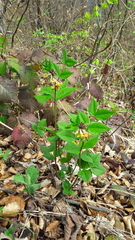 Vicia oroboides