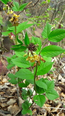 Vicia oroboides