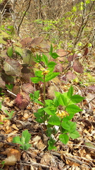 Vicia oroboides