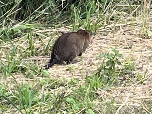 Muskrat