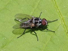 Anthomyia procellaris