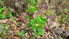 Vicia oroboides