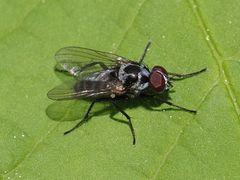 Anthomyia procellaris