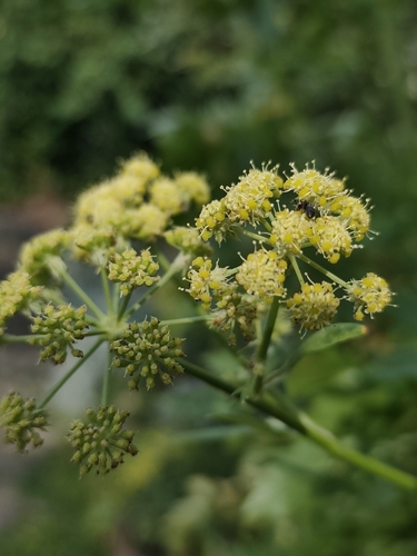 Levisticum officinale, 2026-06-30