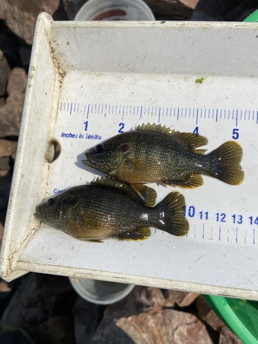 Green Sunfish