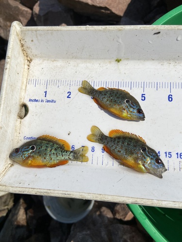 Orangespotted Sunfish