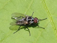 Anthomyia procellaris