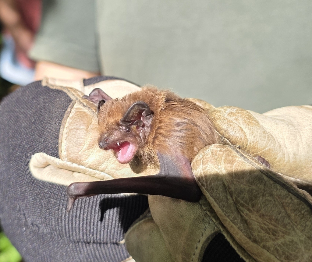 Leisler's Noctule.