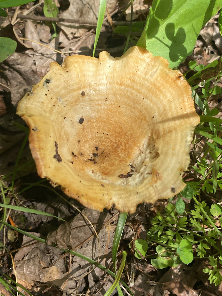 Lactarius psammicola · June 2026 · photo: Photo: (c) Bob Nieman, some rights reserved (CC BY) · iNaturalist