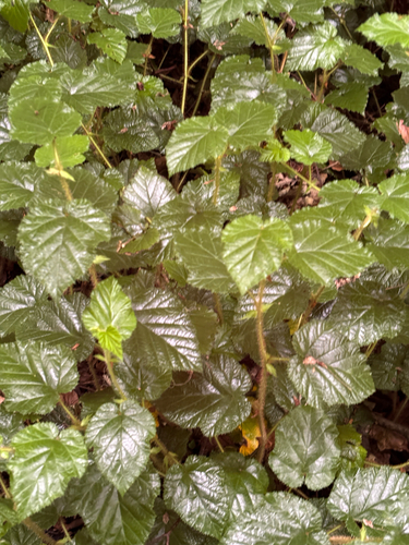 Rubus tricolor, photograph 6