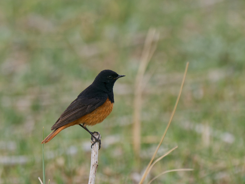 Black Redstart