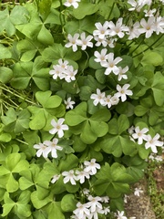 Oxalis