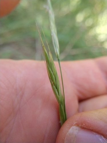 Texas brome (Bromus texensis)