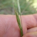 Bromus texensis - Photo (c) Cleveland Powell,  זכויות יוצרים חלקיות (CC BY), הועלה על ידי Cleveland Powell