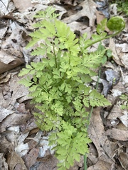 Cystopteris tenuis