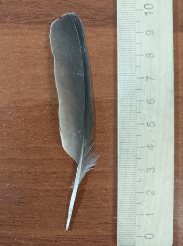 Plume de Grive litorne