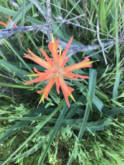 Castilleja subinclusa