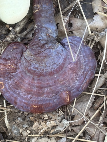 Featured image for “Artist's Brackets, Reishi, and Allies”