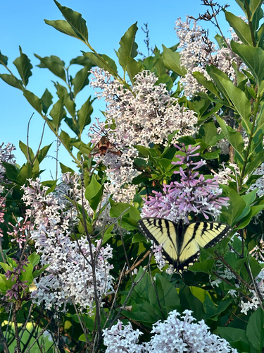 Canadian Tiger Swallowtail