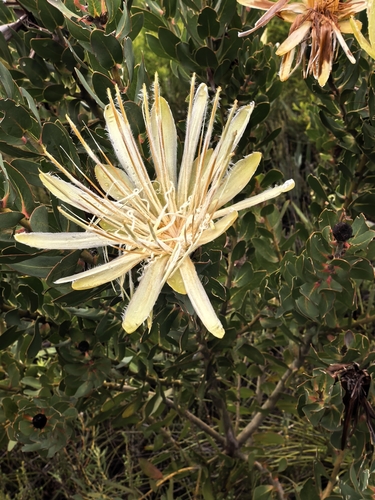 Protea aurea, photograph 6