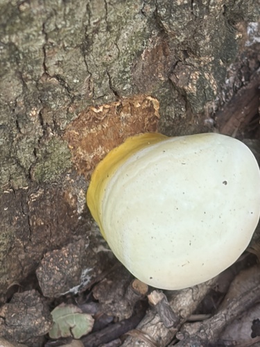 Featured image for “Artist's Brackets, Reishi, and Allies”