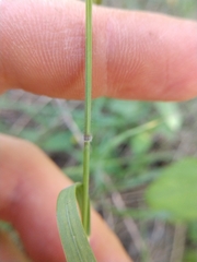 Bromus texensis