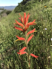 Castilleja subinclusa