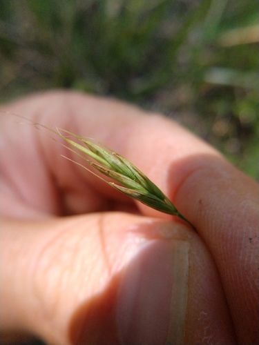 Image of Bromus texensis by (c) Cleveland Powell, some rights reserved (CC BY)