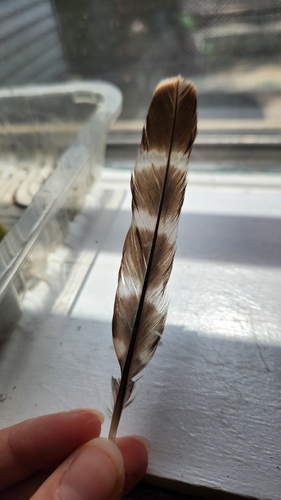 Plume de Faucon émerillon