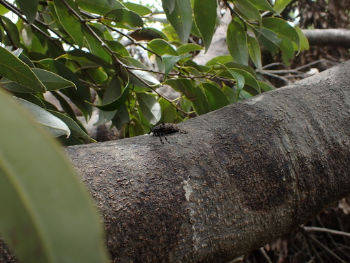 Oak Longicorn Beetle