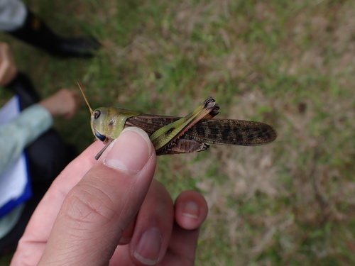 Migratory Locust