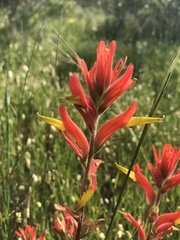 Castilleja subinclusa