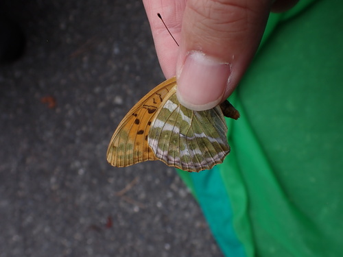 Silver-washed Fritillary