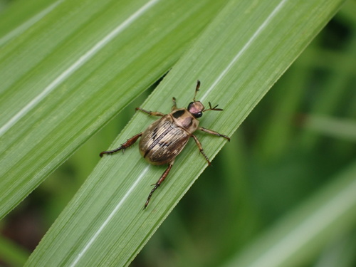 Oriental Beetle