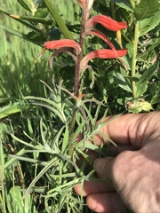 Castilleja subinclusa