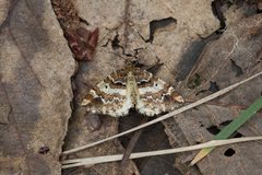 Enchoria lacteata