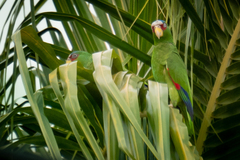 Amazona albifrons