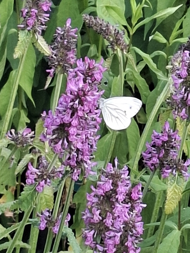 Green-veined White