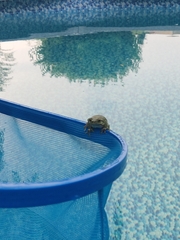 European Tree Frog