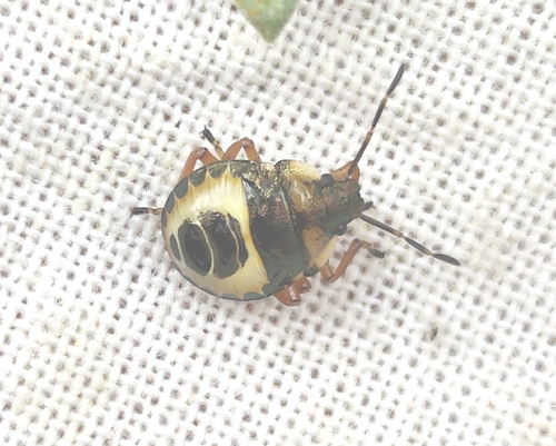Bronze Shield Bug