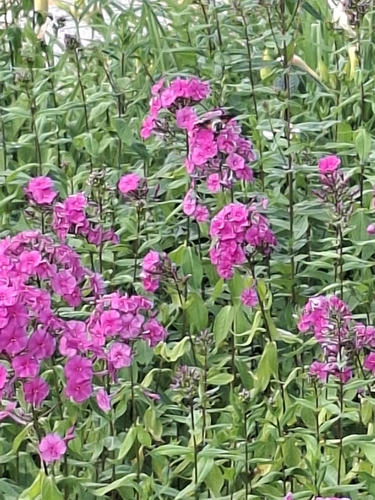 Eurasian Hummingbird Hawkmoth