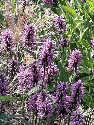 Painted Lady