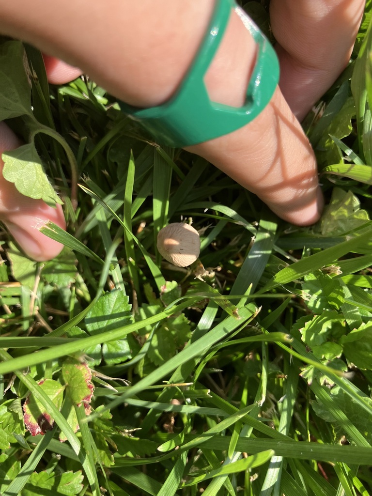 Mower's Mushroom · June 2026 · photo: Photo: (c) toad-wife, some rights reserved (CC BY) · iNaturalist
