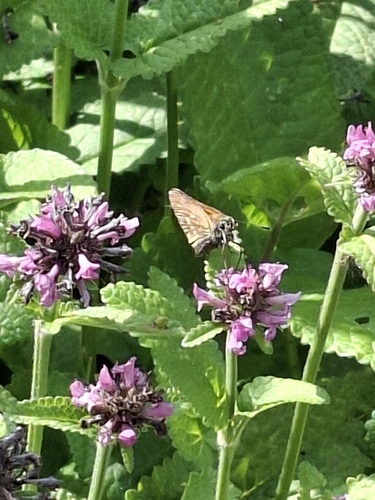 Large Skipper