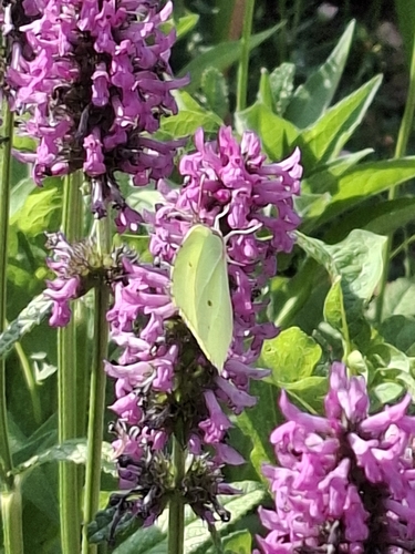 Common Brimstone