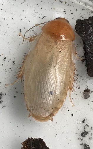 Surinam cockroach