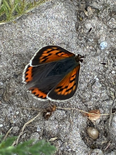 Small Copper