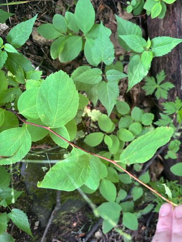 Spiraea corymbosa, photograph 2